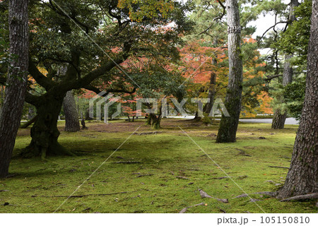 京都仙洞御所　北池の紅葉 105150810