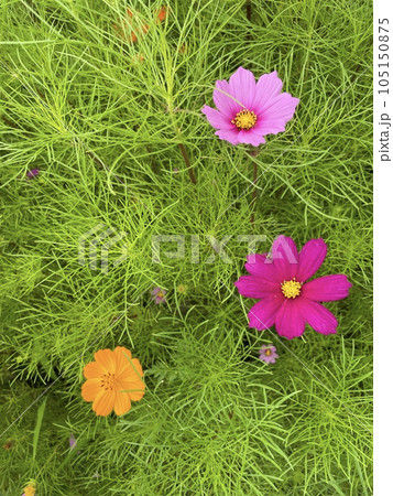 Cosmos Cosmos 105150875