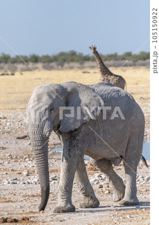 African Elephant drinking at a waterhole African Elephant drinking at a waterhole 105150922