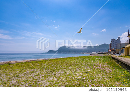大森浜から 立待岬を望む ウミネコ 大森浜から 立待岬を望む ウミネコ 105150948
