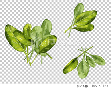 手繪水彩小菠菜圖一點線集 105151163