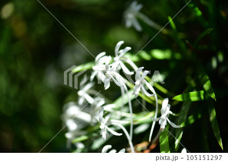 着生植物・フウラン(風蘭) 着生植物・フウラン(風蘭) 105151297