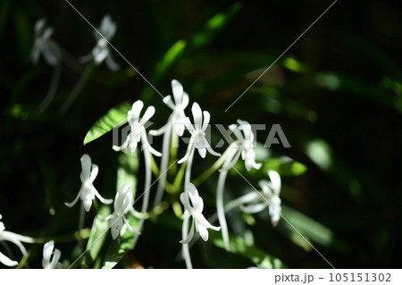 着生植物・フウラン(風蘭) 着生植物・フウラン(風蘭) 105151302