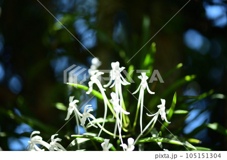 着生植物・フウラン（風蘭） 105151304