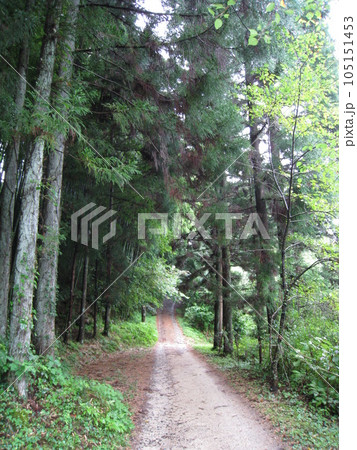 夏の木々の間を通る中山道木曽路 105151453