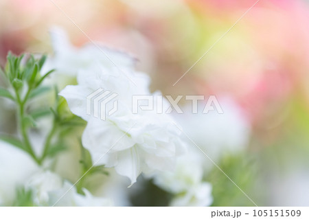 白い花の背景 105151509