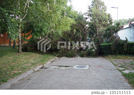 Aftermath of the hurricane July 19, 2023 Sremska Mitrovica, Serbia. Broken trees, mess on the streets. Broken branches, bent trunks. Chips and trash. State of emergency after a catastrophic storm 105151513