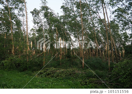 Aftermath of the hurricane July 19, 2023 park Sremska Mitrovica, Serbia. Broken trees, mess on the streets. Broken branches, bent trunks. Chips and trash. State of emergency after a catastrophic storm 105151556