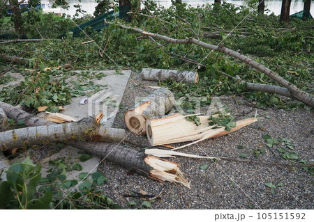 Aftermath of the hurricane July 19, 2023 beach Sremska Mitrovica, Serbia. Broken trees, mess on the streets. Broken branches, bent trunk. Chips and trash. State of emergency after a catastrophic storm 105151592