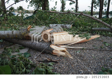 Aftermath of the hurricane July 19, 2023 beach Sremska Mitrovica, Serbia. Broken trees, mess on the streets. Broken branches, bent trunk. Chips and trash. State of emergency after a catastrophic storm 105151603
