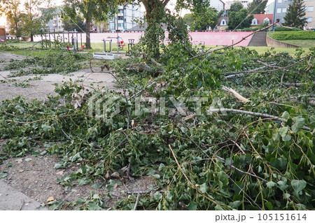 Aftermath of the hurricane July 19, 2023 beach Sremska Mitrovica, Serbia. Broken trees, mess on the streets. Broken branches, bent trunk. Chips and trash. State of emergency after a catastrophic storm 105151614