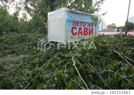 Aftermath of the hurricane July 19, 2023 beach Sremska Mitrovica, Serbia. Broken trees, mess on the street. Broken branches, bent trunks. Chips and trash. State of emergency after a catastrophic storm 105151661
