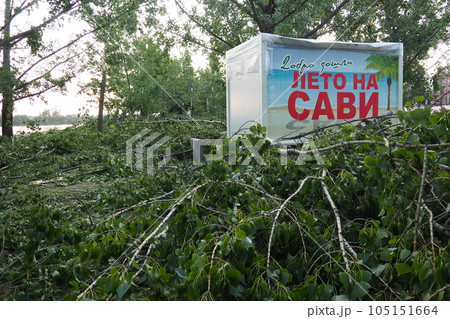 Aftermath of the hurricane July 19, 2023 beach Sremska Mitrovica, Serbia. Broken trees, mess on the street. Broken branches, bent trunks. Chips and trash. State of emergency after a catastrophic storm 105151664