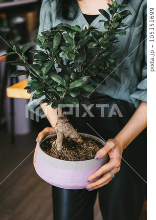 Small business flower shop counter with bonsai tree Small business flower shop counter with bonsai tree 105151699