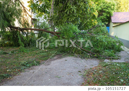 Aftermath of the hurricane July 19, 2023 Sremska Mitrovica, Serbia. Broken trees, mess on the streets. Broken branches, bent trunks. Chips and trash. State of emergency after a catastrophic storm 105151727