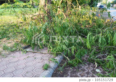 Aftermath of the hurricane July 19, 2023 Sremska Mitrovica, Serbia. Broken trees, mess on the streets. Broken branches, bent trunks. Chips and trash. State of emergency after a catastrophic storm 105151729