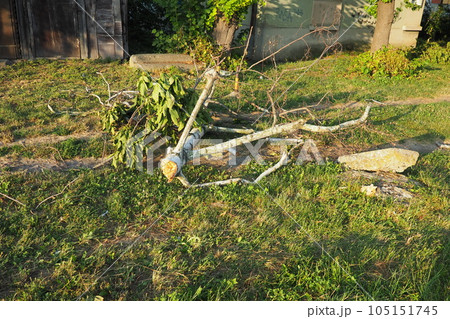Aftermath of the hurricane July 19, 2023 Sremska Mitrovica, Serbia. Broken trees, mess on the streets. Broken branches, bent trunks. Chips and trash. State of emergency after a catastrophic storm 105151745