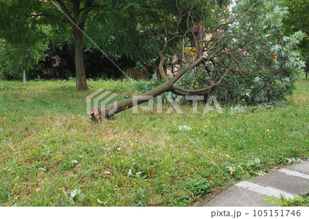 Aftermath of the hurricane July 19, 2023 Sremska Mitrovica, Serbia. Broken trees, mess on the streets. Broken branches, bent trunks. Chips and trash. State of emergency after a catastrophic storm 105151746