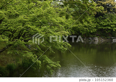 京都仙洞御所　北池　女院御所の池　新緑 105152360