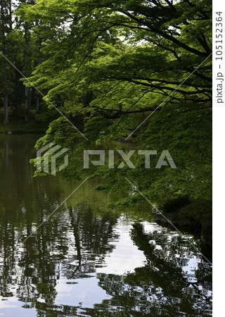 京都仙洞御所　北池　女院御所の池　新緑 105152364