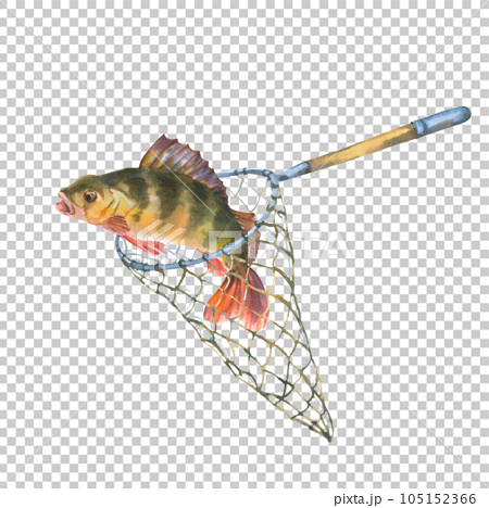 Watercolor illustration, fish caught in a - Stock Illustration