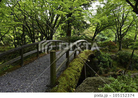 京都仙洞御所　北池　女院御所の池　新緑 105152374