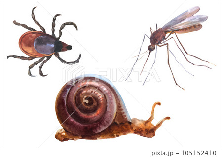 Watercolor vector illustrations of forest animals, mosquito, mite or Ixodes ricinus and snail. Watercolor vector illustrations of forest animals, mosquito, mite or Ixodes ricinus and snail. 105152410