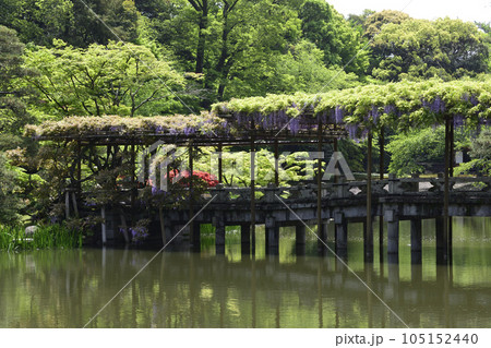 京都仙洞御所　南池　八ッ橋と藤棚 105152440