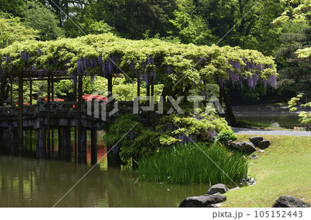 京都仙洞御所　南池　八ッ橋と藤棚 105152443