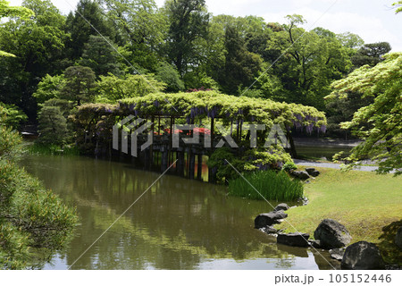 京都仙洞御所　南池　八ッ橋と藤棚 105152446