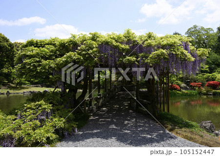 京都仙洞御所　南池　八ッ橋と藤棚 105152447