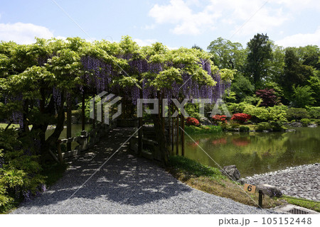 京都仙洞御所　南池　八ッ橋と藤棚 105152448