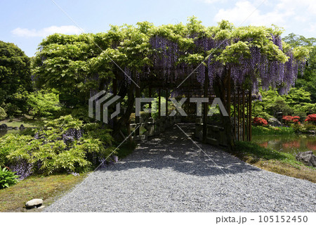 京都仙洞御所　南池　八ッ橋と藤棚 105152450