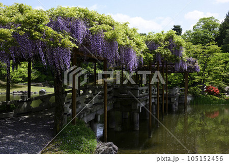 京都仙洞御所　南池　八ッ橋と藤棚 105152456