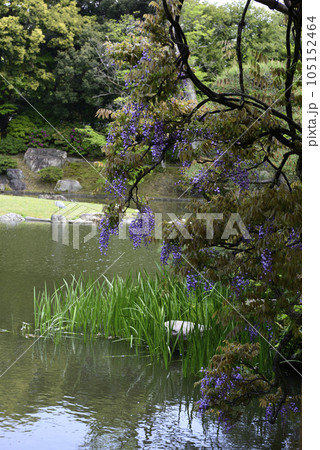 京都仙洞御所　南池　八ッ橋と藤棚 105152464