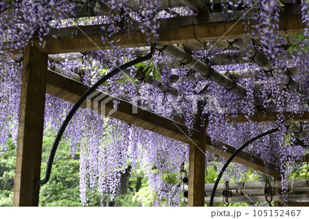 京都仙洞御所　南池　八ッ橋と藤棚 105152467