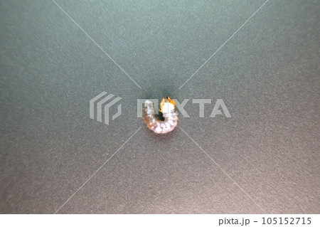 オオクワガタ カブトムシ クワガタムシ 幼虫 夏休み 子供 オオクワガタ カブトムシ クワガタムシ 幼虫 夏休み 子供 105152715