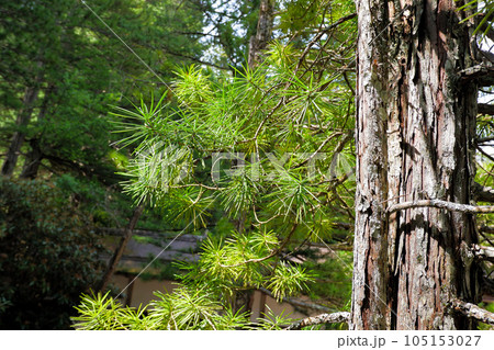金剛峰寺境内の高野槇 105153027