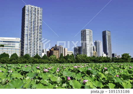 東京都　上野公園　不忍池　蓮の花 105153186