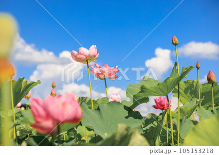 蓮華の舞:美しき蓮の花 蓮華の舞:美しき蓮の花 105153218