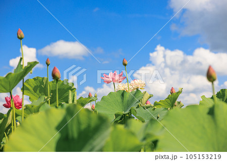 蓮華の舞：美しき蓮の花 105153219