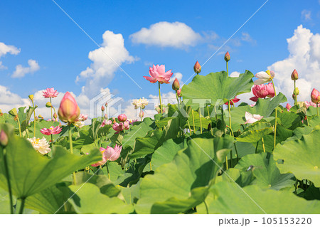蓮華の舞：美しき蓮の花 105153220