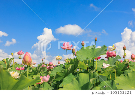 蓮華の舞：美しき蓮の花 105153221
