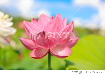 蓮華の舞:美しき蓮の花 蓮華の舞:美しき蓮の花 105153227
