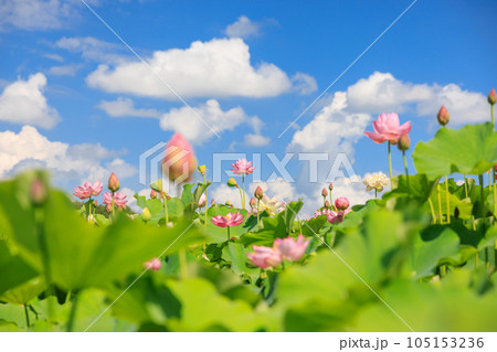 蓮華の舞：美しき蓮の花 105153236