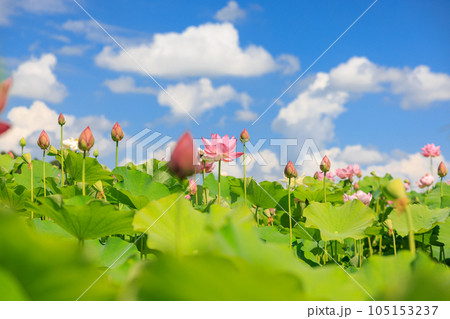 蓮華の舞:美しき蓮の花 蓮華の舞:美しき蓮の花 105153237