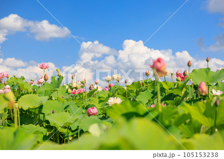 蓮華の舞:美しき蓮の花 蓮華の舞:美しき蓮の花 105153238