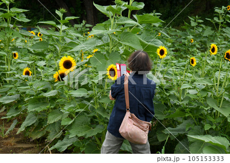 ヒマワリを撮影するシニア女性 ヒマワリを撮影するシニア女性 105153333