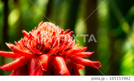 a etlinera elatior in the garden. 105153962