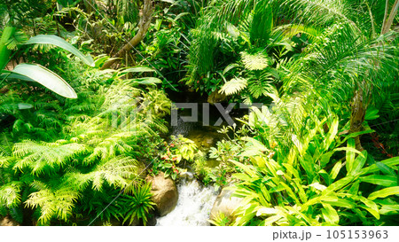 a view of the botanical garden jungle a view of the botanical garden jungle 105153963
